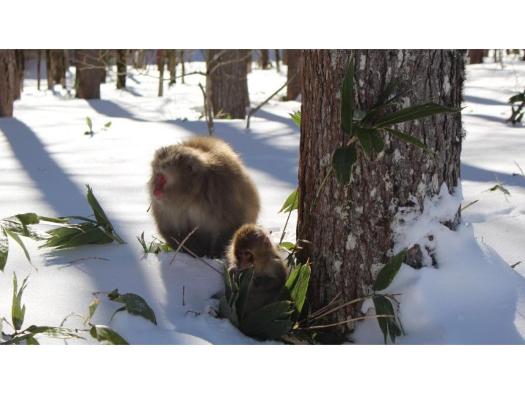Nakanoyu Onsen Ryokan - Vacation Stay 06697V 마츠모토 외부 사진