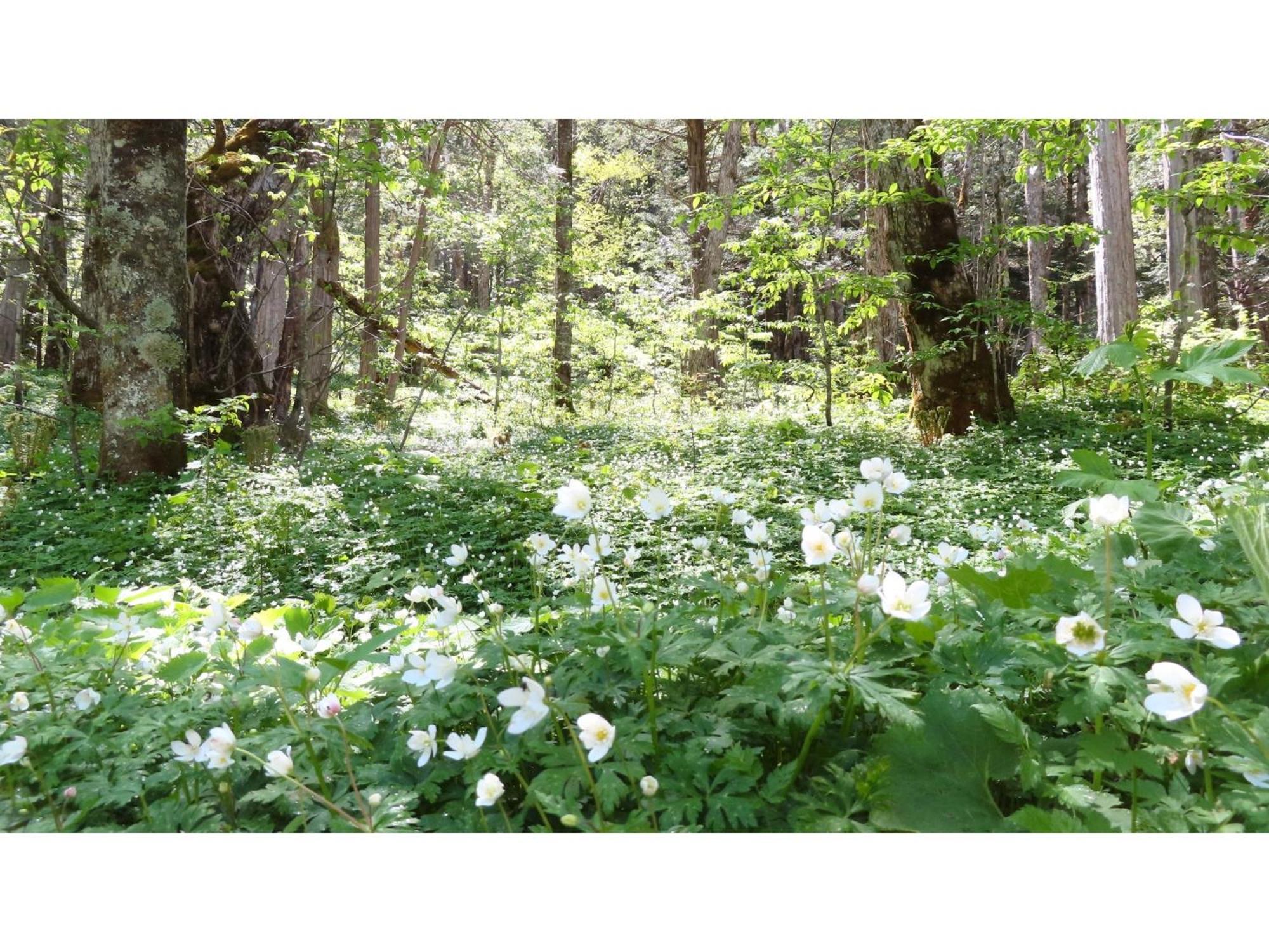 Nakanoyu Onsen Ryokan - Vacation Stay 06697V 마츠모토 외부 사진